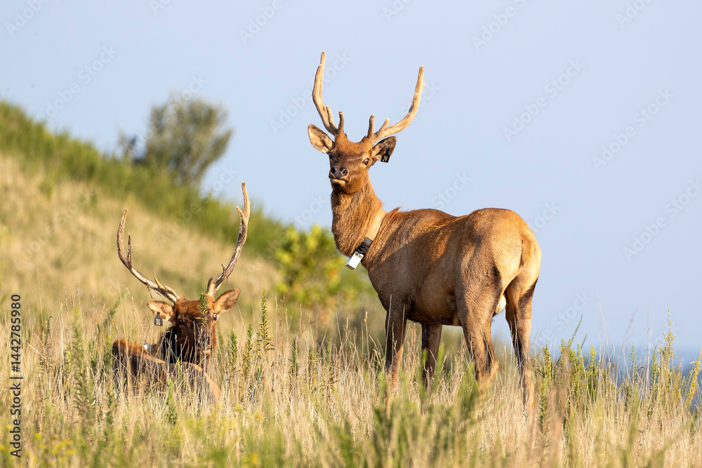 Fototapeta premium Elk