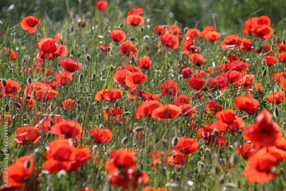 Obraz premium Mohnblumenfeld