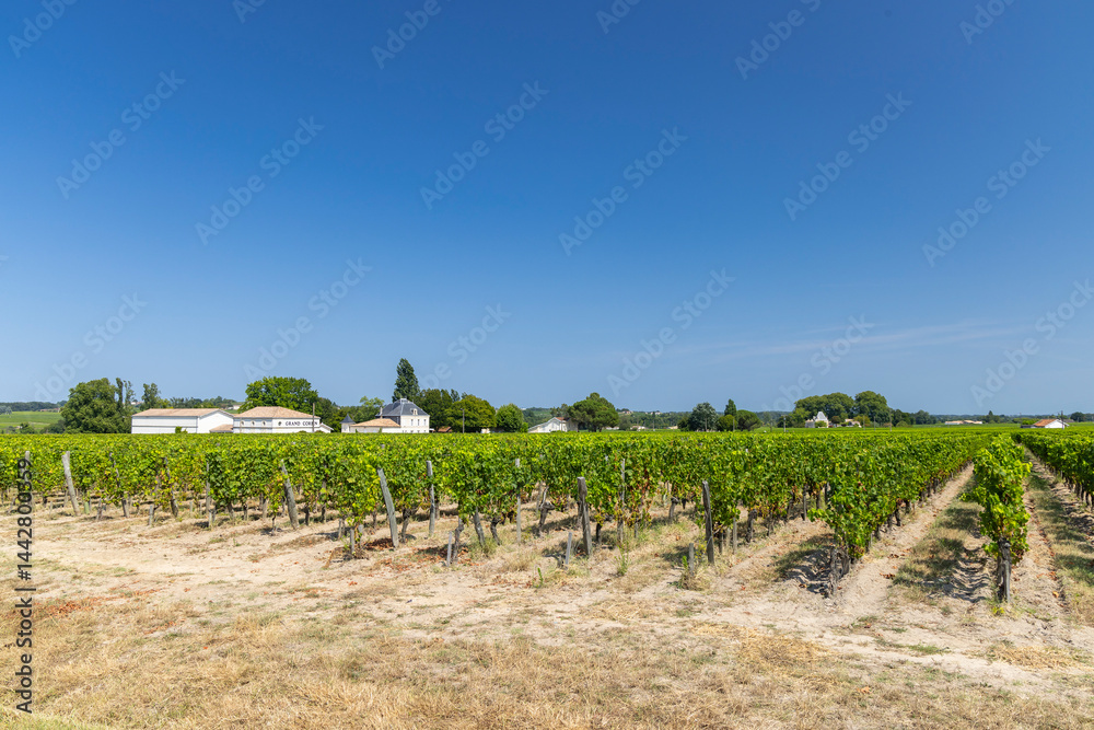 Lush vineyard rows leading to Saint Julien Beychevelle church in Nouvelle Aquitaine, France