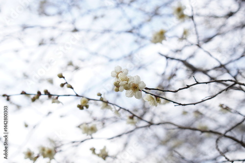 開花し始めた梅の花