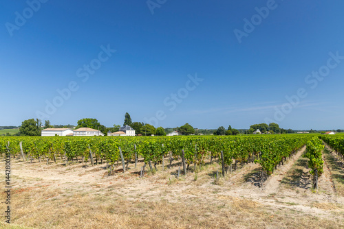 Obraz na płótnie Lush vineyard rows leading to Saint Julien Beychevelle church in Nouvelle Aquitaine, France w salonie
