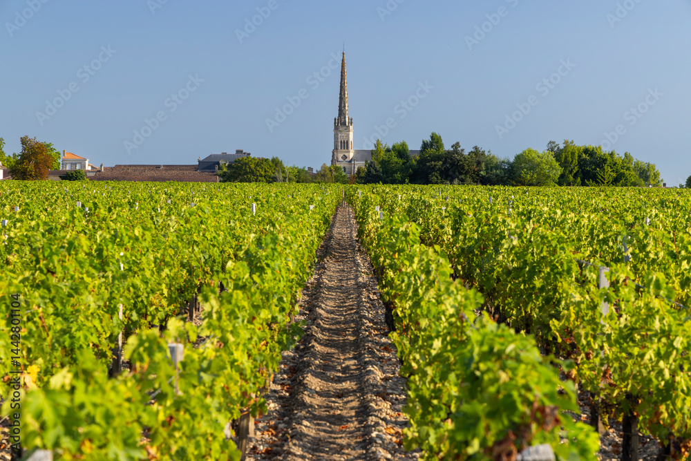 Lush vineyard rows leading to Saint Julien Beychevelle church in Nouvelle Aquitaine, France