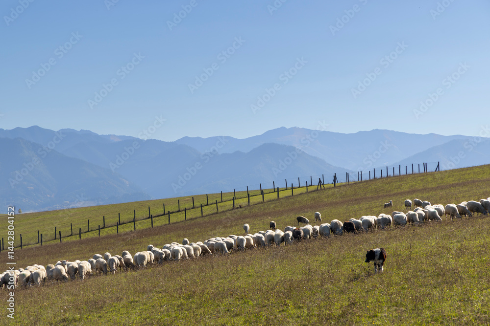 Sheep herd in Western Tatras (Rohace) with mountains Low Tatras (Nizske tatry) in background, Slovakia