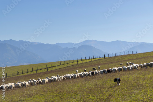 Obraz na płótnie Sheep herd in Western Tatras (Rohace) with mountains Low Tatras (Nizske tatry) in background, Slovakia w salonie