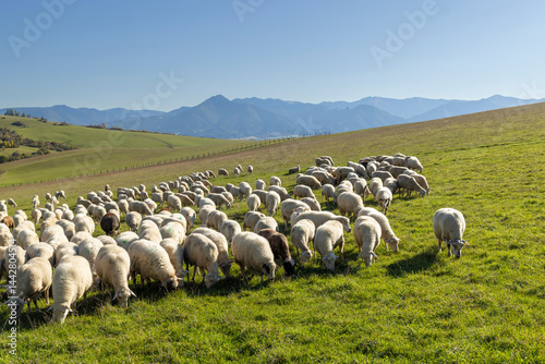 Sheep herd in Western Tatras (Rohace) with mountains Low Tatras (Nizske tatry) in background, Slovakia