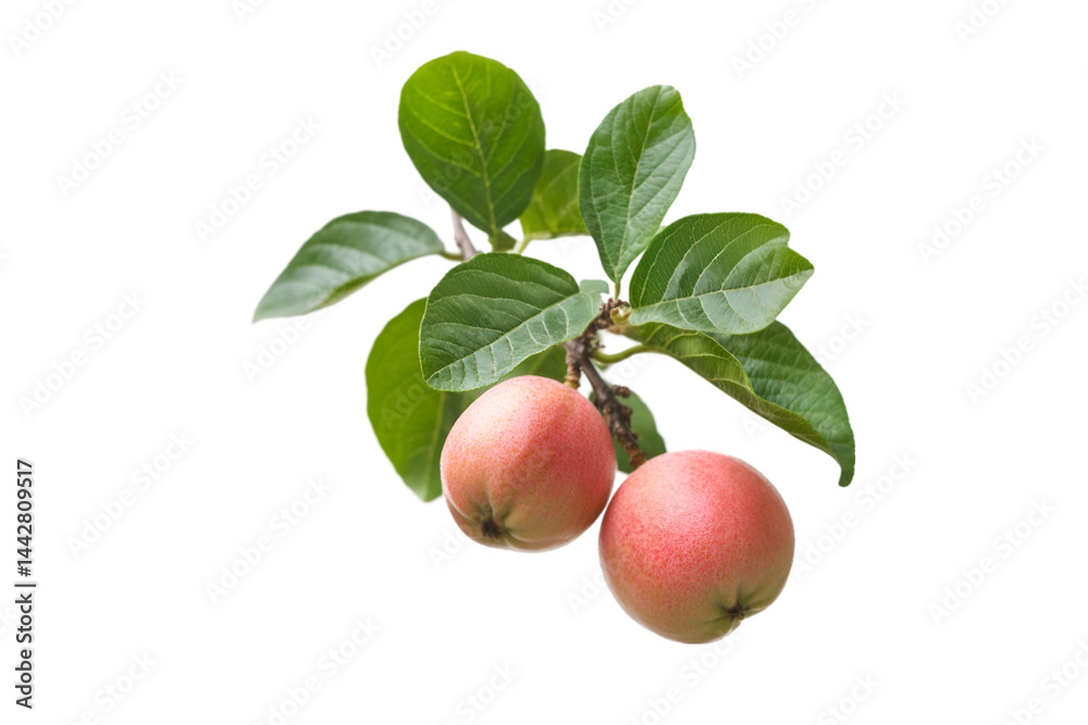 Obraz premium Two Pink Apples on a Branch with Green Leaves