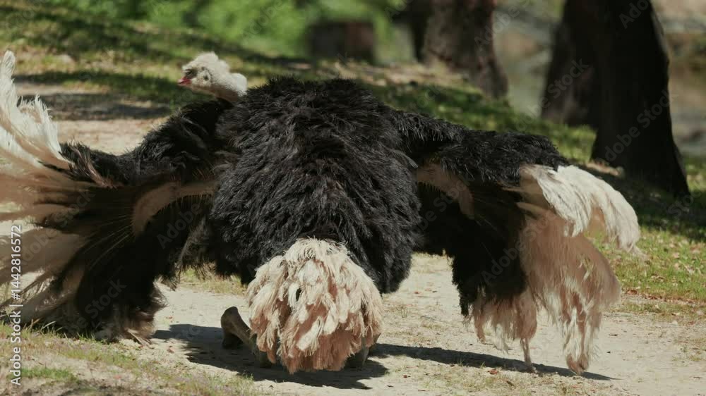 Male ostrich performing mating dance in the wild
