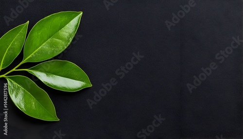 Lush green leaves on a dark background, ample copy space