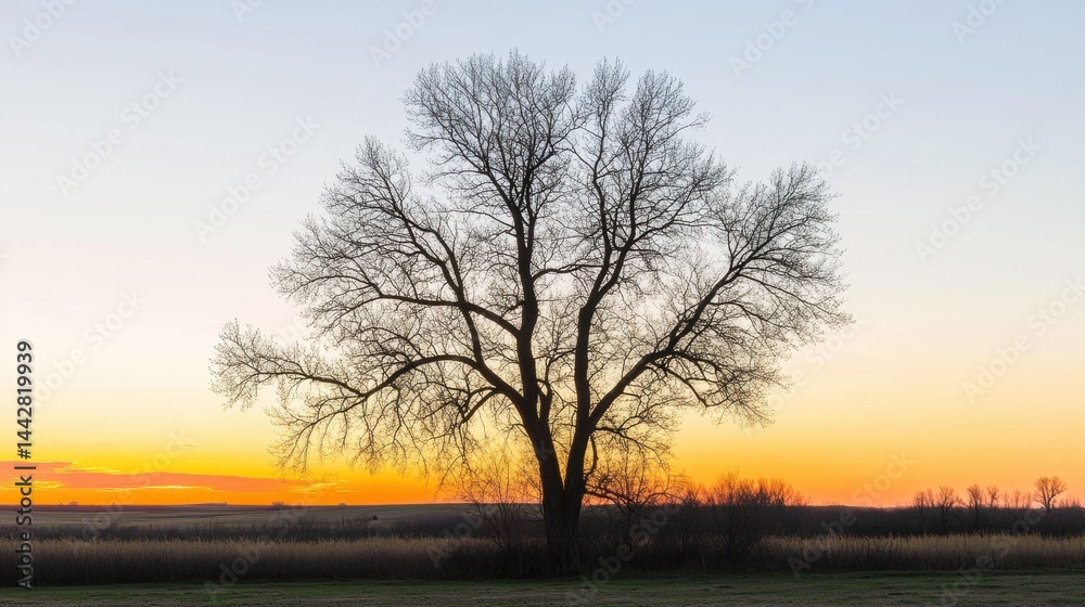 Fototapeta premium Silhouetted Tree Against a Vibrant Sunset Sky at Dusk
