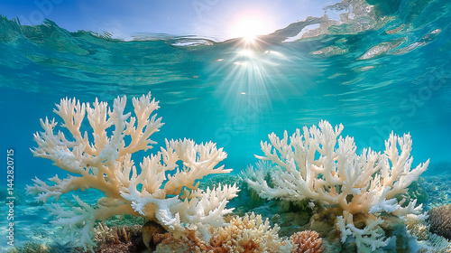 Coral reef bleaching underwater, vibrant ocean scene, sunrays penetrating blue water illuminating damaged coral ecosystem affected by climate change and environmental stress. photo