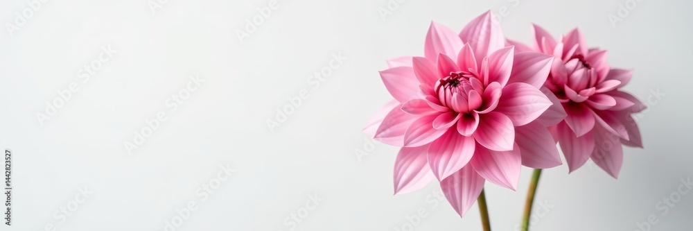 Obraz premium Pair of blooming pink dahlias in full bloom against clean white backdrop, botanical, couple, blossoming