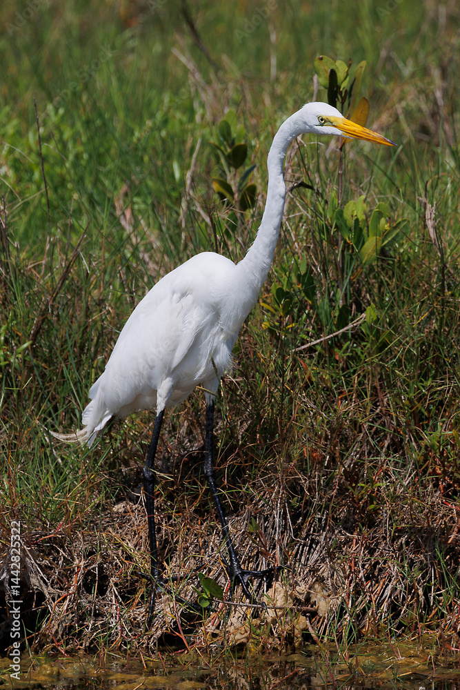 Fototapeta premium Great Egret