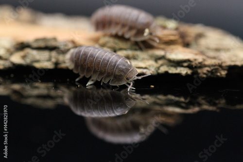 isopods woodlouse pill bugs cubaris sp white side pinguin
 photo