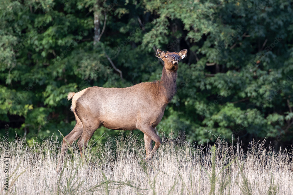 Fototapeta premium Elk