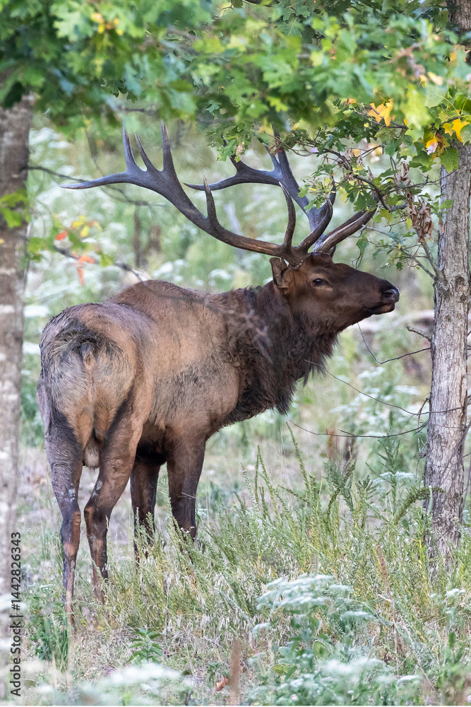 Elk
