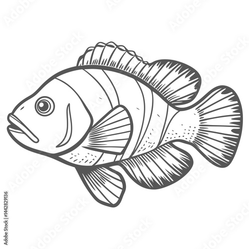 Dispar Anthias Fish Line Art Illustration