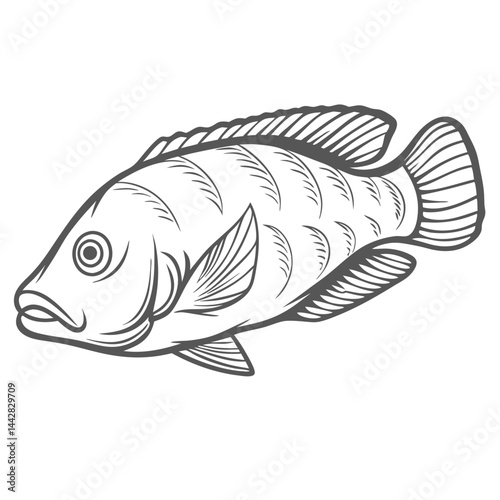 Radiant Wrasse Fish Line Art Illustration