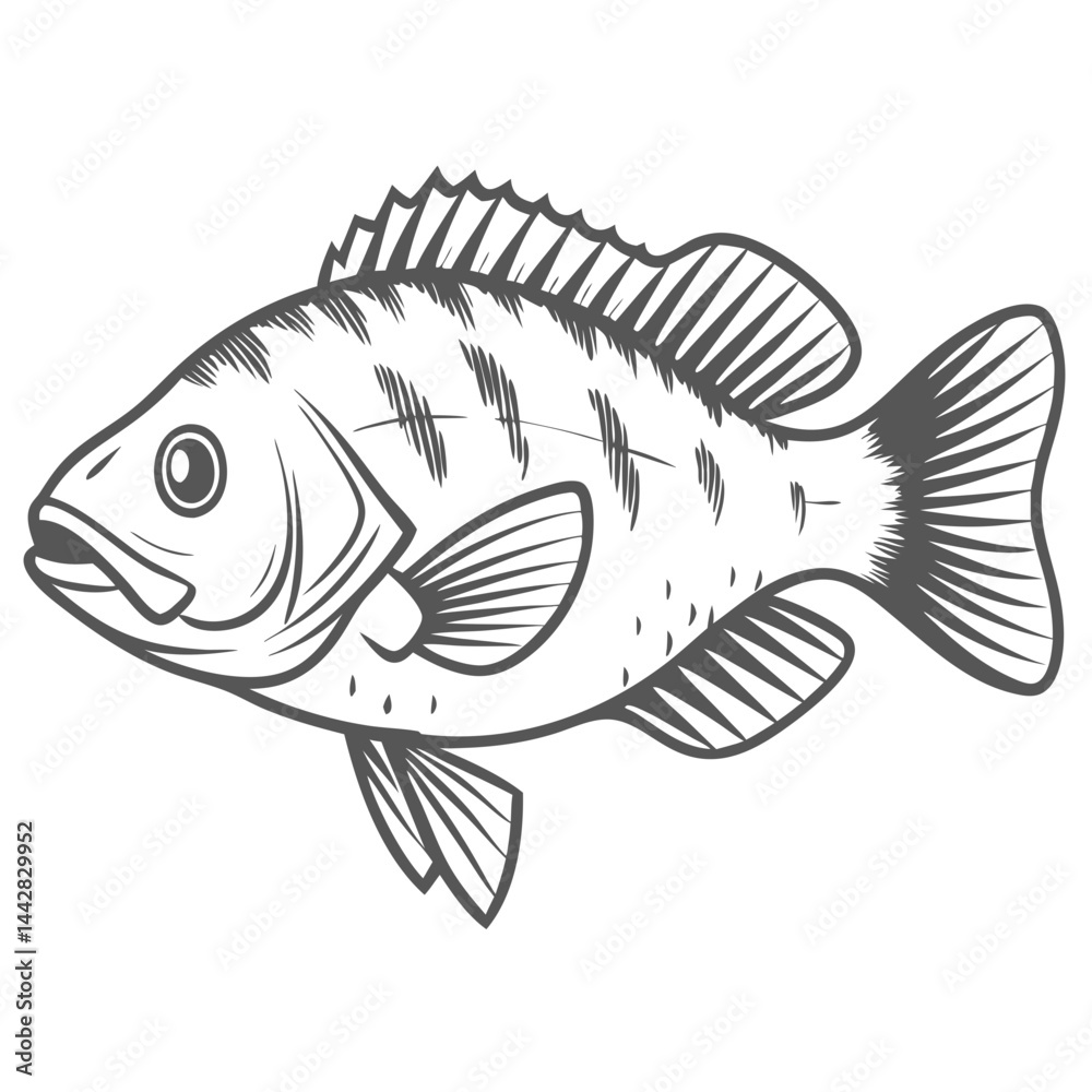 Fototapeta premium Rock Bass Ambloplites Rupestris Line Art Illustration