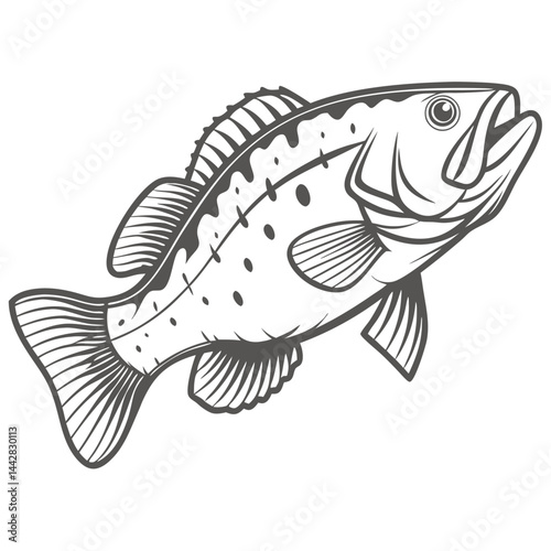 Spotted Bass Line Art Illustration
