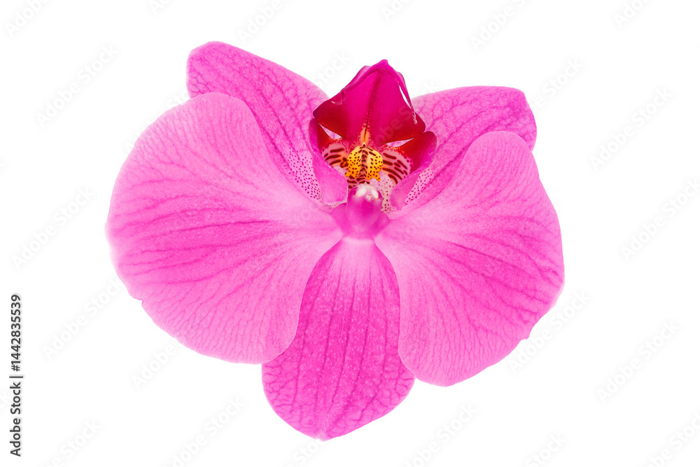 Fototapeta premium pink phalaenopsis orchid flower isolated on white background