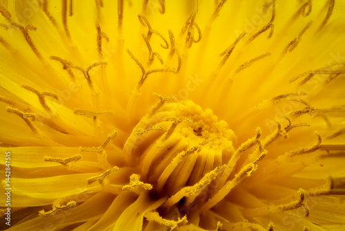 inside the dandelion Taraxacum, macro