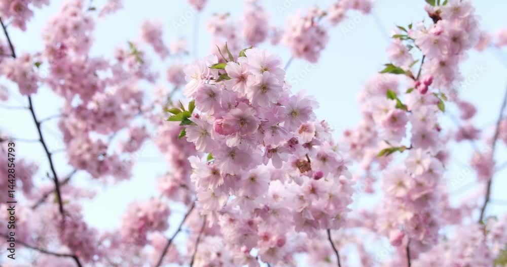 Spring sakura blossom flowers on the tree against blue sky