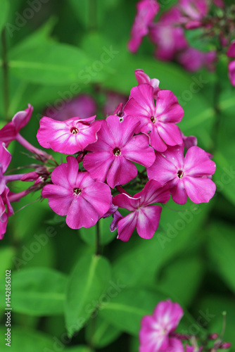 Pink phlox flower spike in close up