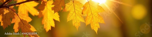 Sunlit yellow oak leaves, intricate vein detail, image, plant