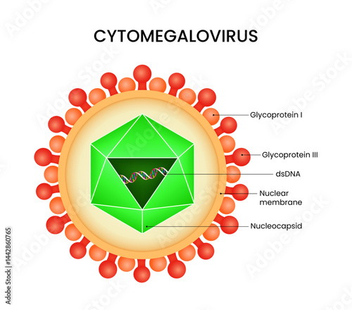 Schematic Diagram of Cytomegalovirus Structure