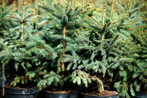 Saplings of pine, spruce, fir and other coniferous trees in pots in plant nursery