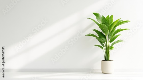 A lush green potted plant standing alone against a minimalist white wall, casting soft shadows, and serene and tranquil indoor setting.