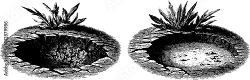Engraved botanical illustration of despair and cracked ground for design