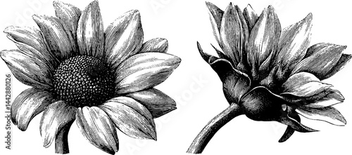 Vintage sunflower engraving design for botanical art and prints