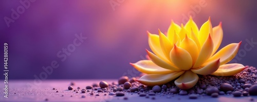 Sunlit yellow succulent, purple ombre backdrop, flower, lush, floral