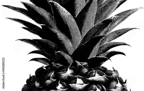 Vintage engraving of pineapple fruit for retro art and decor design