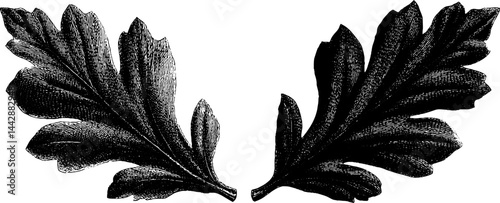 Celtic torc and oak leaf engraving set for historical design and decoration
