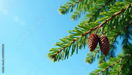 Larch branch with mature cones & soft needles set against a clear azure sky , needles, high-resolution, woodland