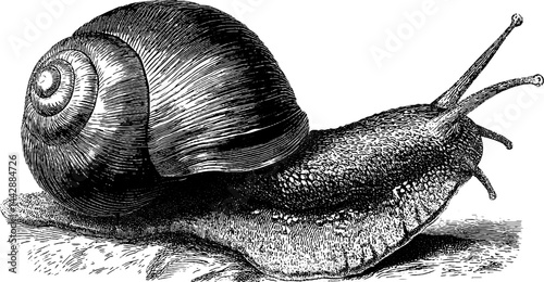 Detailed engraved snail illustration with bold black lines for nature art projects