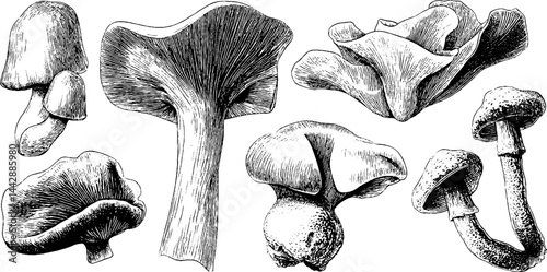 Engraved illustration of whimsical forest mushrooms for nature art and design