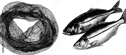 Detailed engraved illustration of fishing net and fish pair for nautical design
