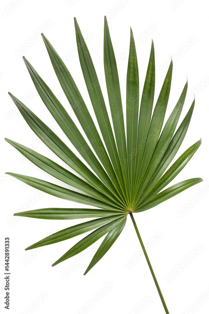 Fototapeta premium saw palmetto leaf isolated on white