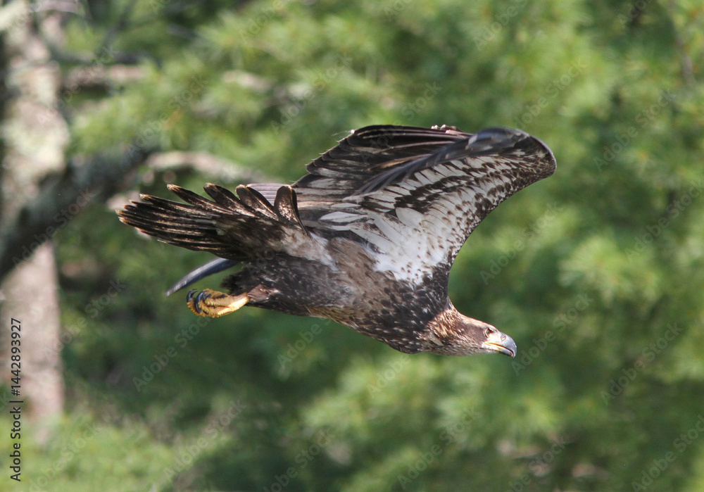 Fototapeta premium Juvenile Bald Eagle in Flight