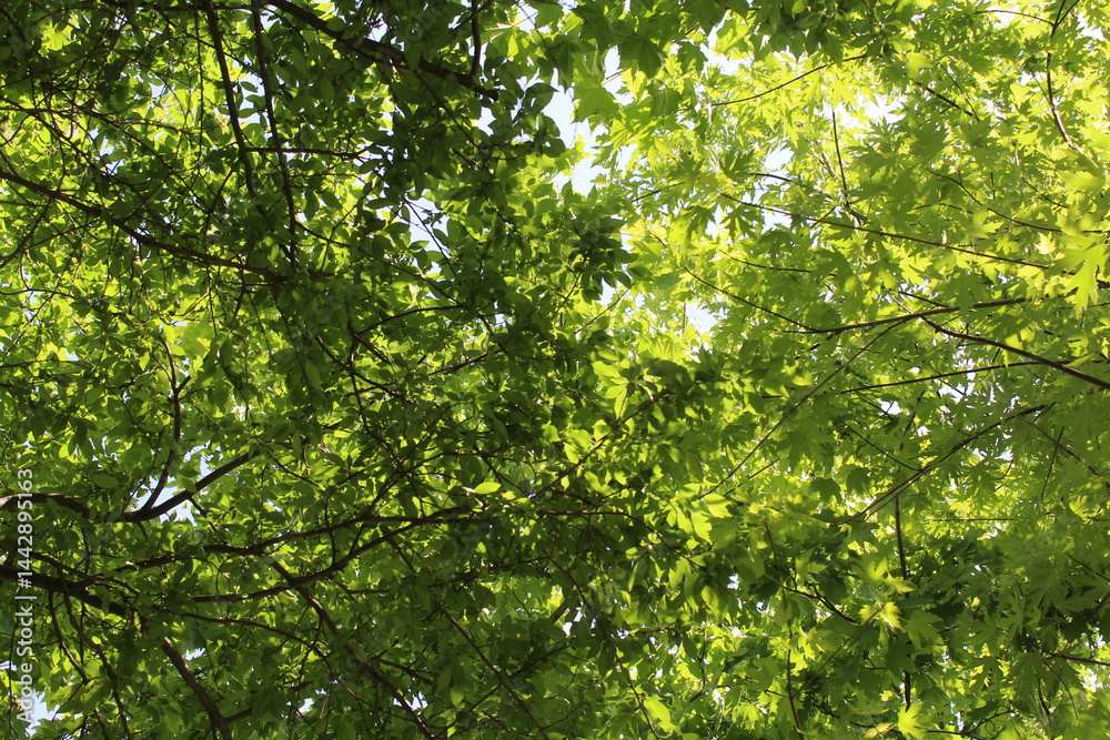 green leaves background, green leaves in spring