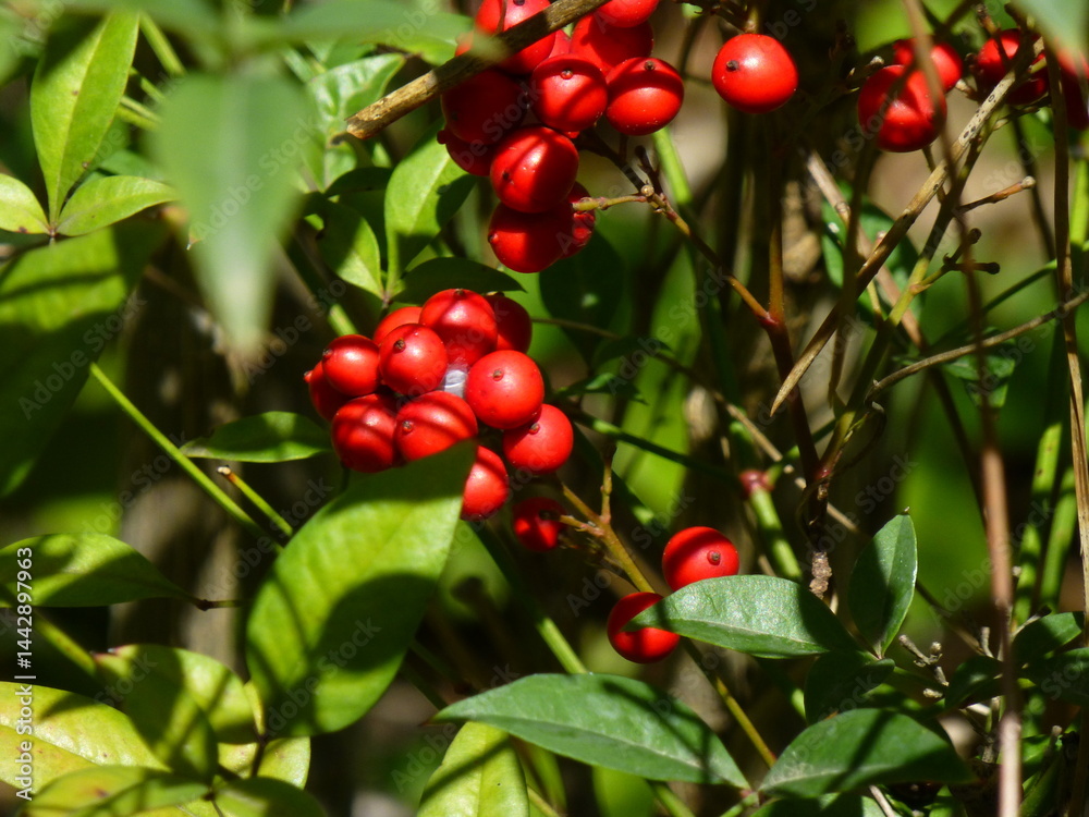 Obraz premium red berries on a bush