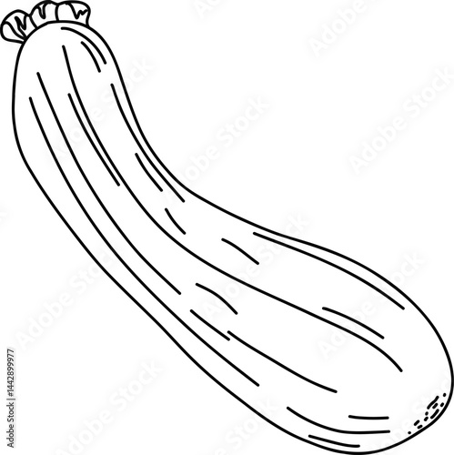 zucchini Line Art Illustration – Hand Drawn Vegetable Sketch