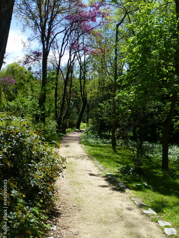 Naklejka premium path in the woods