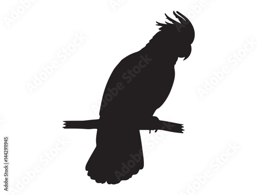 COCKATOO SILHOUETTE WHITE BACKGROUND