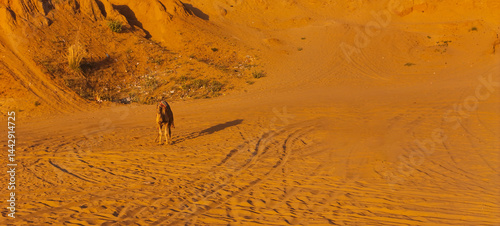 a camel in the peaceful desert rajasthan photo