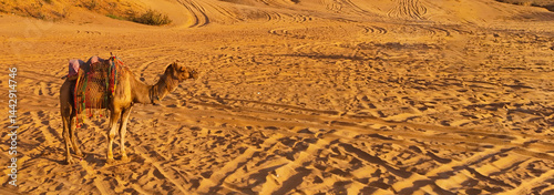 a camel walking on the desert rajasthan photo