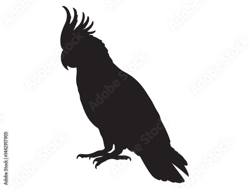 COCKATOO SILHOUETTE WHITE BACKGROUND